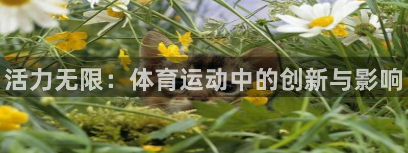 哈哈体育十年：活力无限：体育运动中的创新与影响
